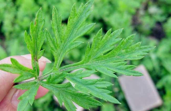 艾叶泡脚的功效与作用：长期用艾叶泡脚，身体会有哪些改变？